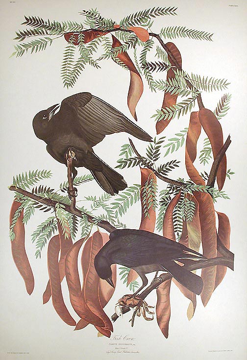 Item #7486 Fish Crow. From "The Birds of America" (Amsterdam Edition). John James AUDUBON.