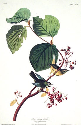 Item #7490 Pine Swamp Warbler. From "The Birds of America" (Amsterdam Edition). John James AUDUBON