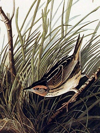 Sharp-tailed Finch. From "The Birds of America" (Amsterdam Edition)