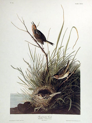 Item #7491 Sharp-tailed Finch. From "The Birds of America" (Amsterdam Edition). John James AUDUBON
