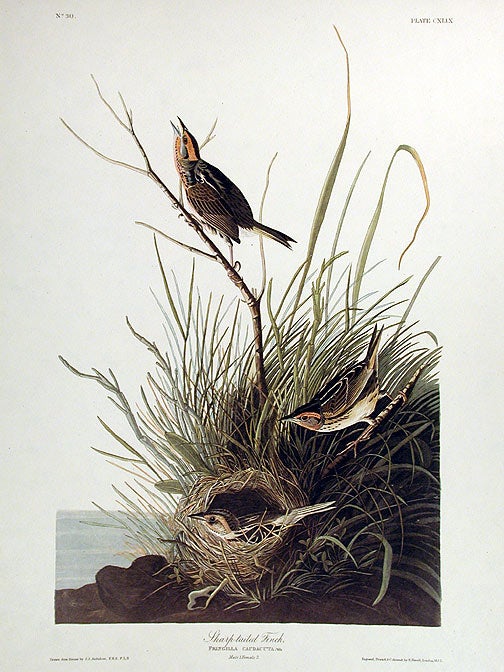 Item #7491 Sharp-tailed Finch. From "The Birds of America" (Amsterdam Edition). John James AUDUBON.