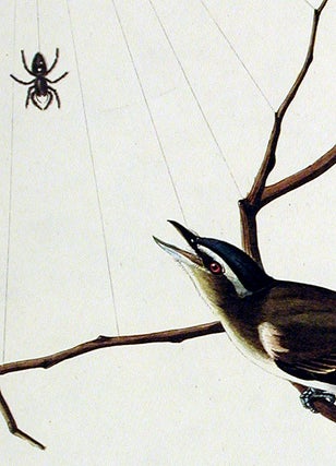 Red-eyed Vireo. From "The Birds of America" (Amsterdam Edition)