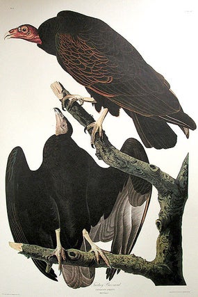 Item #7493 Turkey Buzzard. From "The Birds of America" (Amsterdam Edition). John James AUDUBON