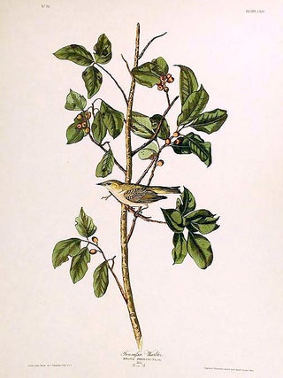 Item #7497 Tennessee Warbler. From "The Birds of America" (Amsterdam Edition). John James AUDUBON