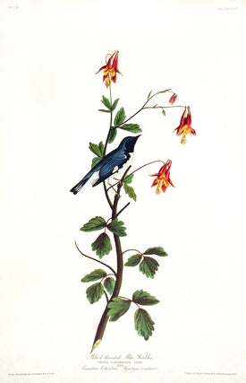 Item #7498 Black-throated Blue Warbler. From "The Birds of America" (Amsterdam Edition). John...