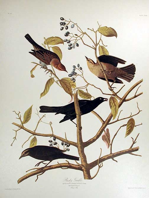 Item #7501 Rusty Grakle. From "The Birds of America" (Amsterdam Edition). John James AUDUBON.