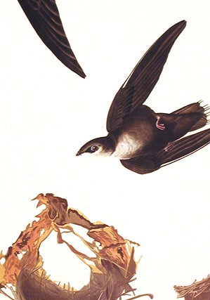 American Swift. From "The Birds of America" (Amsterdam Edition)