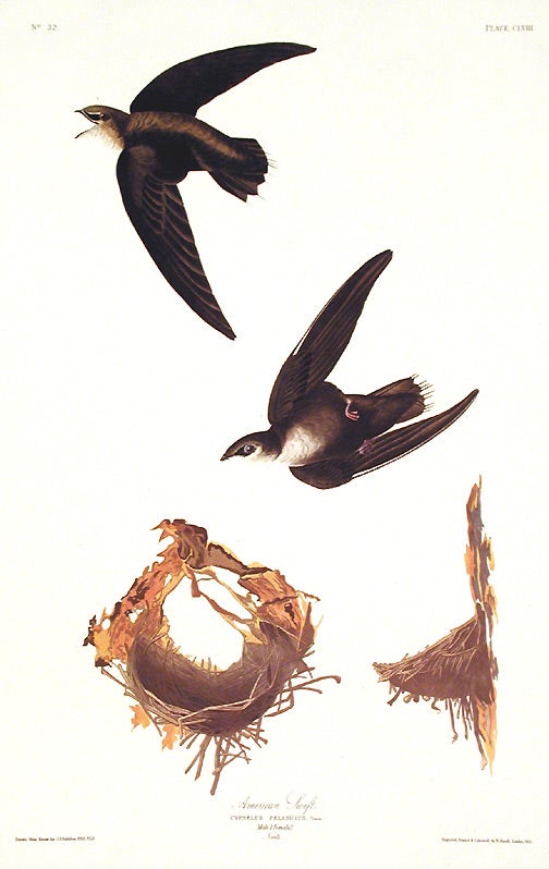 Item #7502 American Swift. From "The Birds of America" (Amsterdam Edition). John James AUDUBON.