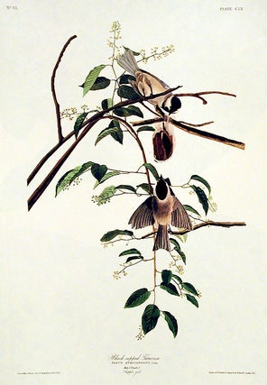 Black-capped Titmouse. From "The Birds of America" (Amsterdam Edition)