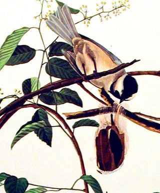Item #7505 Black-capped Titmouse. From "The Birds of America" (Amsterdam Edition). John James...