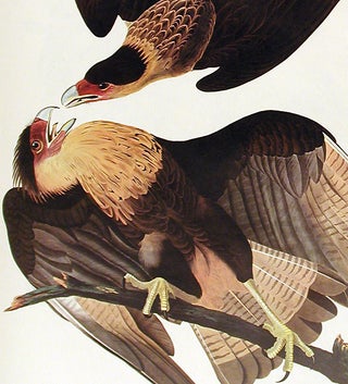Brasilian Caracara Eagle. From "The Birds of America" (Amsterdam Edition)