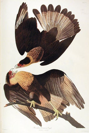 Item #7506 Brasilian Caracara Eagle. From "The Birds of America" (Amsterdam Edition). John James...