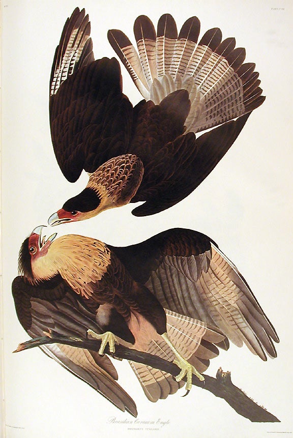 Item #7506 Brasilian Caracara Eagle. From "The Birds of America" (Amsterdam Edition). John James AUDUBON.