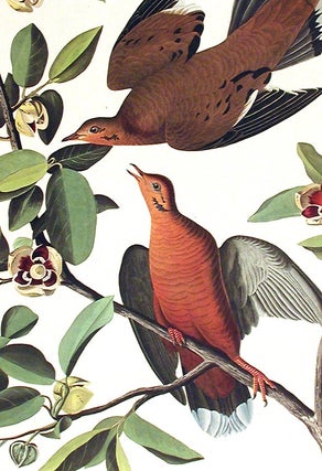 Zenaida Dove. From "The Birds of America" (Amsterdam Edition)