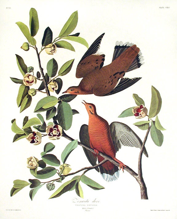Item #7507 Zenaida Dove. From "The Birds of America" (Amsterdam Edition). John James AUDUBON.
