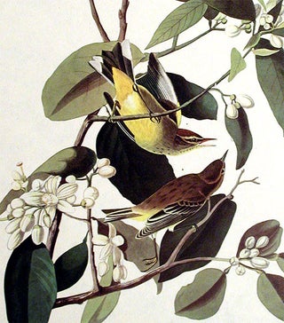 Palm Warbler. From "The Birds of America" (Amsterdam Edition)