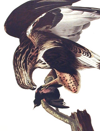 Rough-legged Falcon. From "The Birds of America" (Amsterdam Edition)