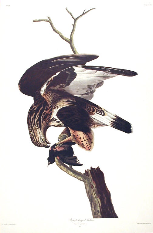 Item #7511 Rough-legged Falcon. From "The Birds of America" (Amsterdam Edition). John James AUDUBON.
