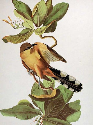 Mangrove Cuckoo. From "The Birds of America" (Amsterdam Edition)