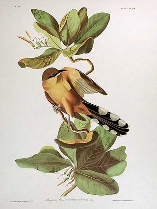 Item #7515 Mangrove Cuckoo. From "The Birds of America" (Amsterdam Edition). John James AUDUBON