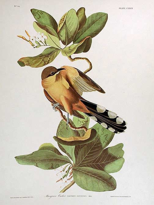 Item #7515 Mangrove Cuckoo. From "The Birds of America" (Amsterdam Edition). John James AUDUBON.