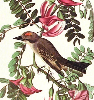 Gray Tyrant. From "The Birds of America" (Amsterdam Edition)