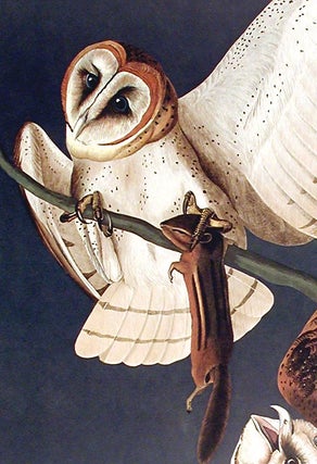Barn Owl. From "The Birds of America" (Amsterdam Edition)