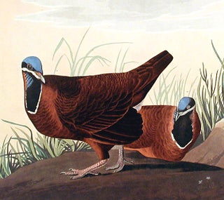 Blue-headed Pigeon. From "The Birds of America" (Amsterdam Edition)