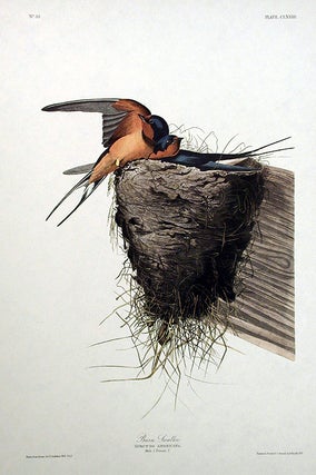 Item #7519 Barn Swallow. From "The Birds of America" (Amsterdam Edition). John James AUDUBON