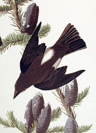 Olive sided Flycatcher. From "The Birds of America" (Amsterdam Edition)