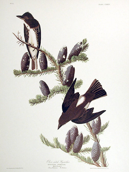 Item #7520 Olive sided Flycatcher. From "The Birds of America" (Amsterdam Edition). John James AUDUBON.