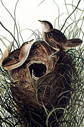 Nuttalls lesser-marsh Wren. From "The Birds of America" (Amsterdam Edition)