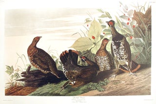 Item #7522 Spotted Grous. From "The Birds of America" (Amsterdam Edition). John James AUDUBON