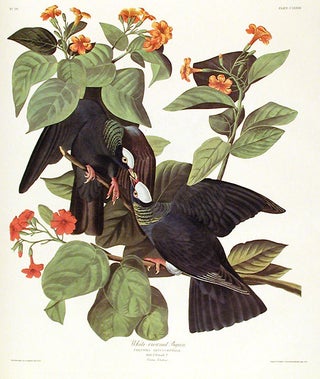 Item #7523 White-crowned Pigeon. From "The Birds of America" (Amsterdam Edition). John James AUDUBON