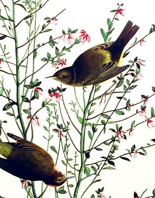 Orange-crowned Warbler. From "The Birds of America" (Amsterdam Edition)
