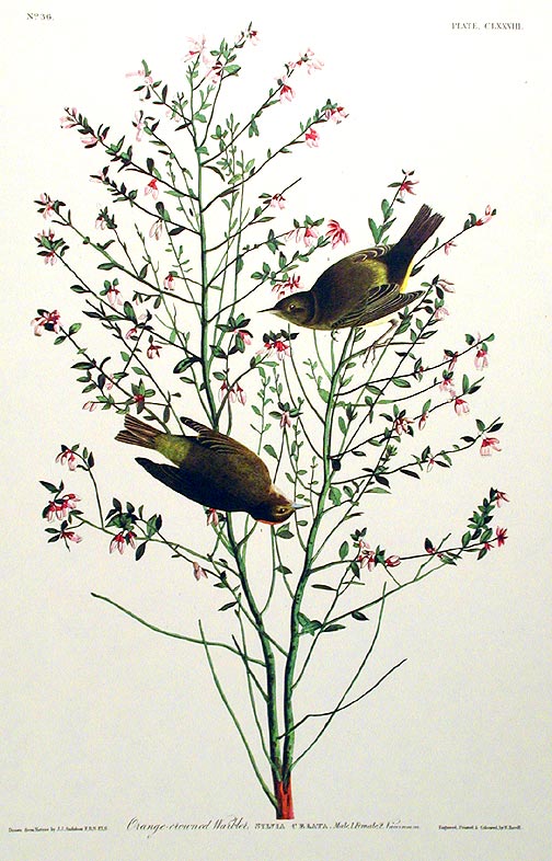 Item #7524 Orange-crowned Warbler. From "The Birds of America" (Amsterdam Edition). John James AUDUBON.