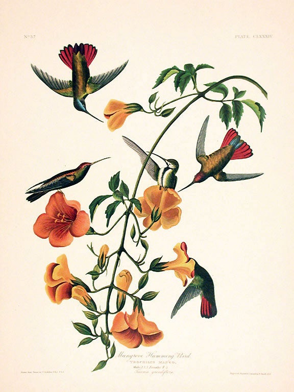 Item #7525 Mangrove Humming Bird. From "The Birds of America" (Amsterdam Edition). John James AUDUBON.