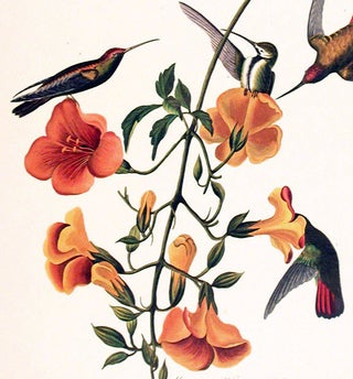 Mangrove Humming Bird. From "The Birds of America" (Amsterdam Edition)
