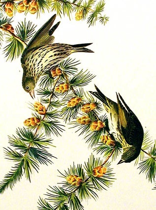 Pine Finch. From "The Birds of America" (Amsterdam Edition)