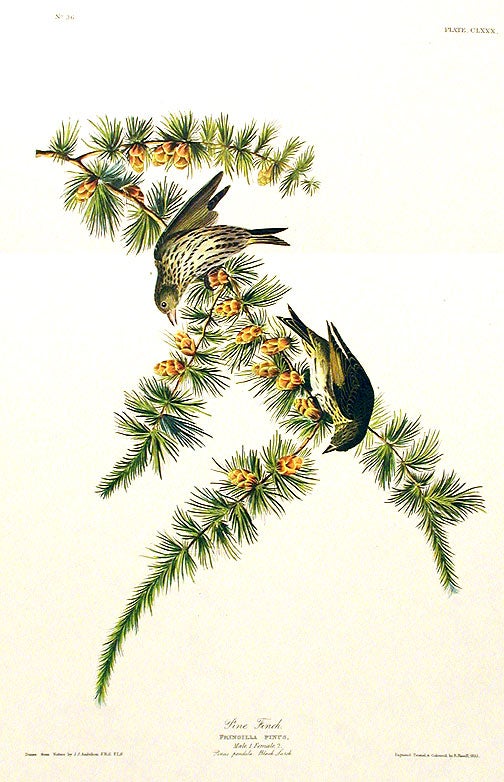 Item #7527 Pine Finch. From "The Birds of America" (Amsterdam Edition). John James AUDUBON.