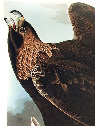 Golden Eagle. From "The Birds of America" (Amsterdam Edition)