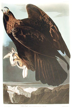 Item #7528 Golden Eagle. From "The Birds of America" (Amsterdam Edition). John James AUDUBON