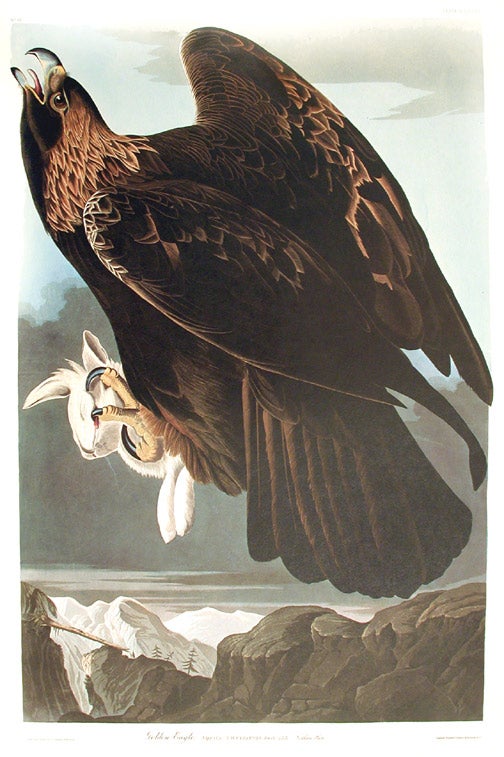 Item #7528 Golden Eagle. From "The Birds of America" (Amsterdam Edition). John James AUDUBON.
