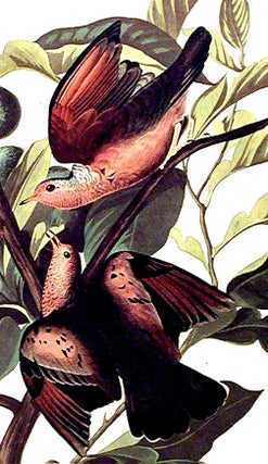 Ground Dove. From "The Birds of America" (Amsterdam Edition)