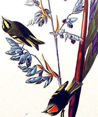 Golden crested Wren. From "The Birds of America" (Amsterdam Edition)