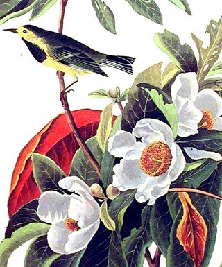 Bachman’s Warbler. From "The Birds of America" (Amsterdam Edition)