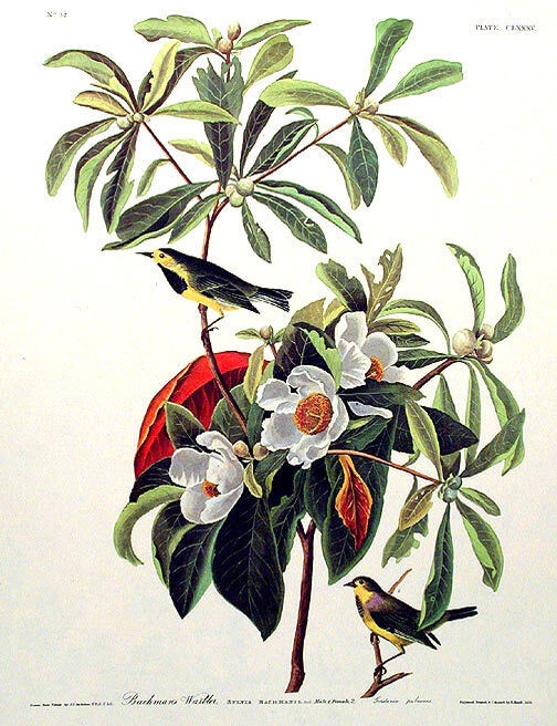 Item #7532 Bachman&rsquo;s Warbler. From "The Birds of America" (Amsterdam Edition). John James AUDUBON.