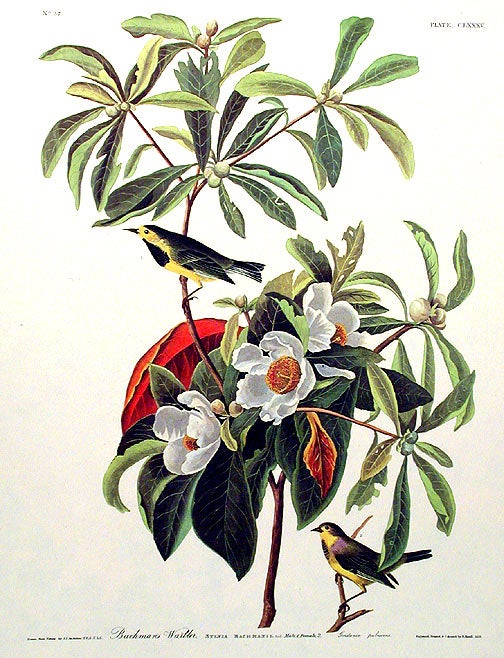 Item #7532 Bachman’s Warbler. From "The Birds of America" (Amsterdam Edition). John James AUDUBON.