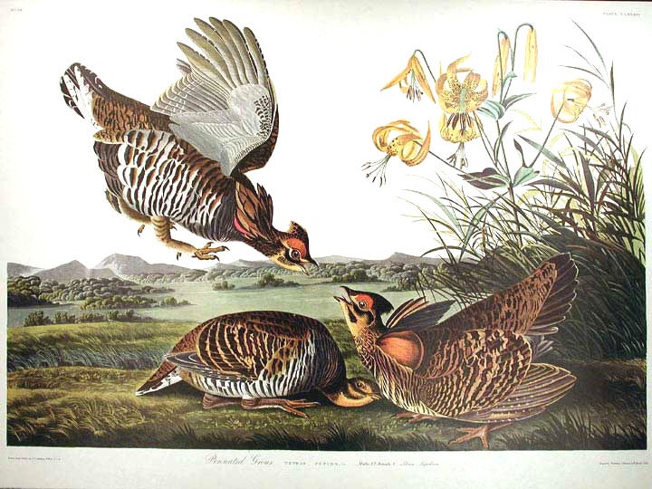 Item #7533 Pinnated Grouse. From "The Birds of America" (Amsterdam Edition). John James AUDUBON.
