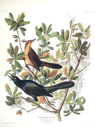 Item #7534 Boat-tailed Grackle. From "The Birds of America" (Amsterdam Edition). John James AUDUBON
